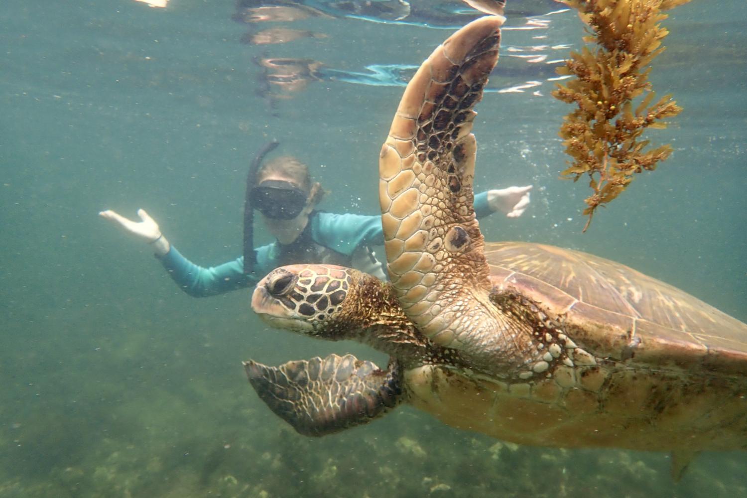 一名<a href='http://0.xcslscl.com'>全球十大赌钱排行app</a>学生在Galápagos群岛游学途中与一只巨龟游泳.